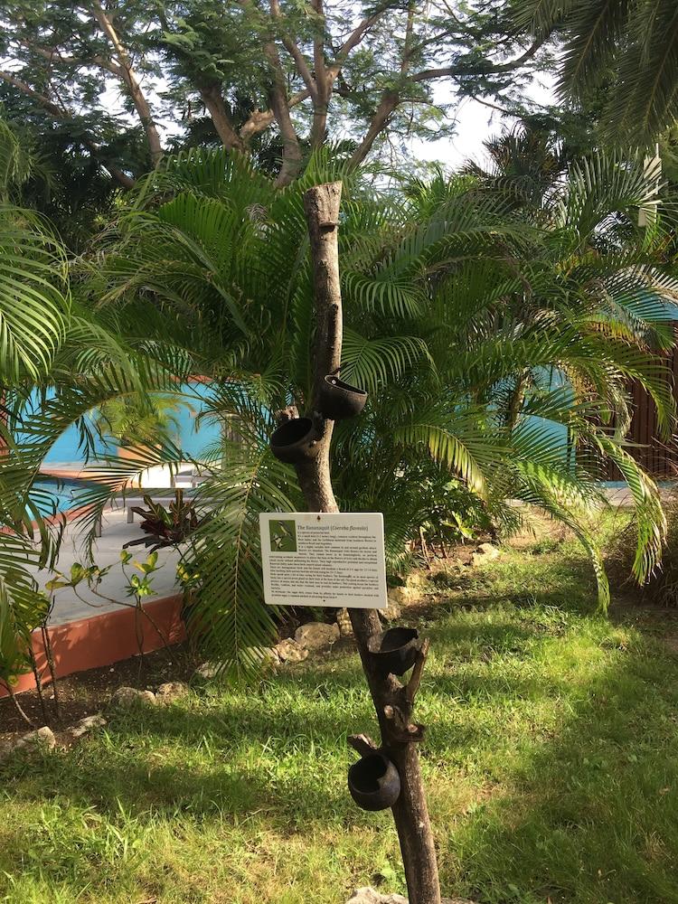Buccaneer Beach Club Dickenson Bay Exteriör bild