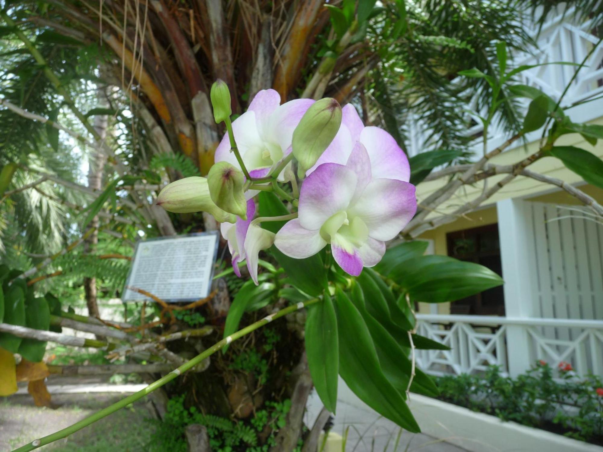 Buccaneer Beach Club Dickenson Bay Exteriör bild