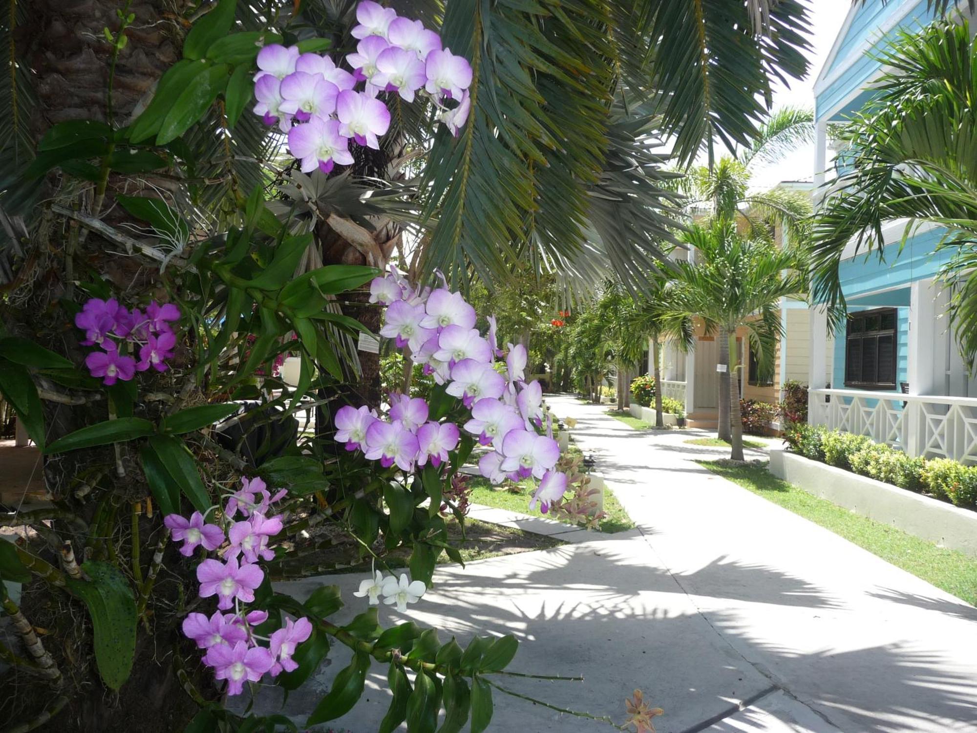 Buccaneer Beach Club Dickenson Bay Exteriör bild