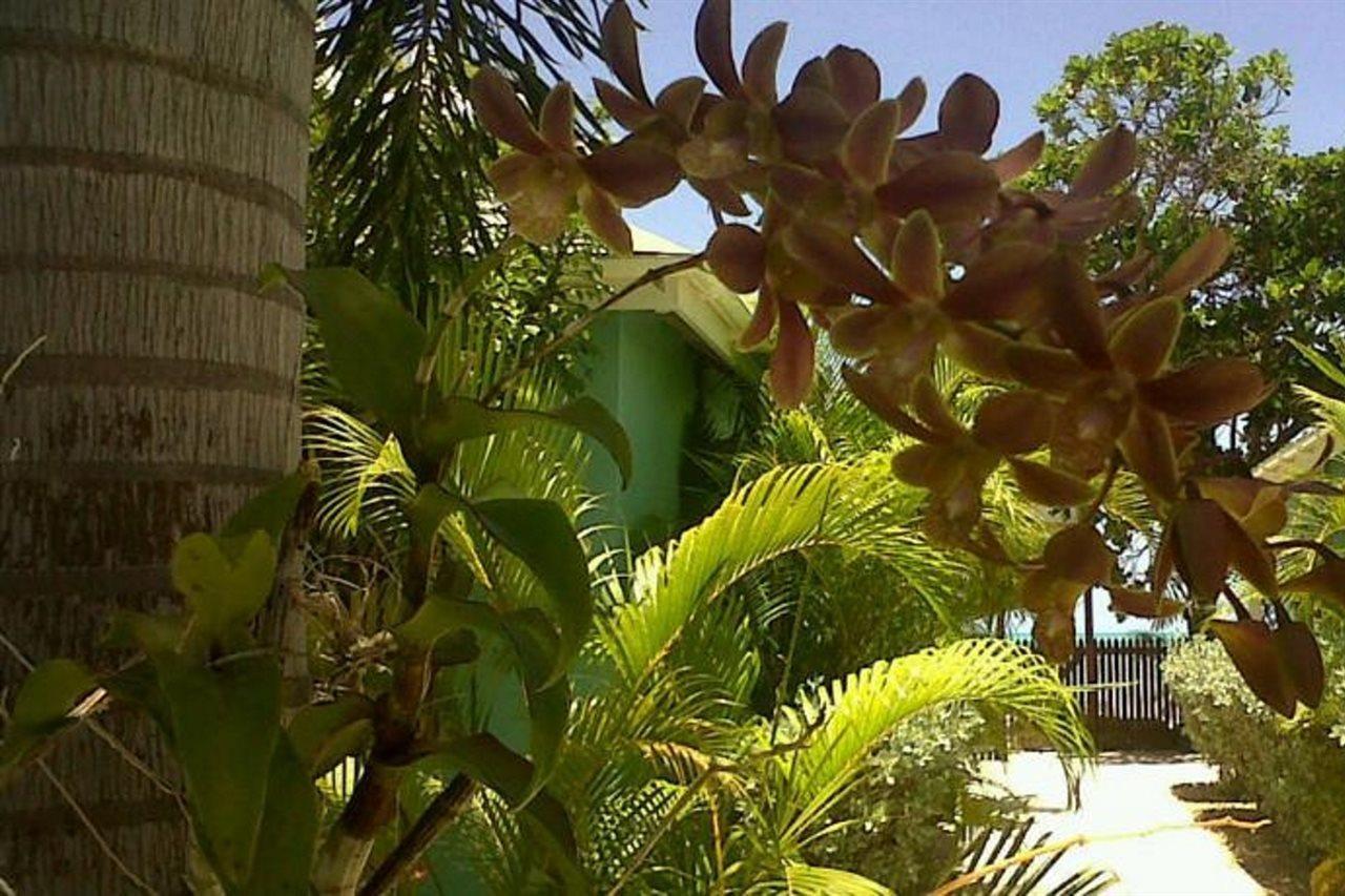 Buccaneer Beach Club Dickenson Bay Exteriör bild